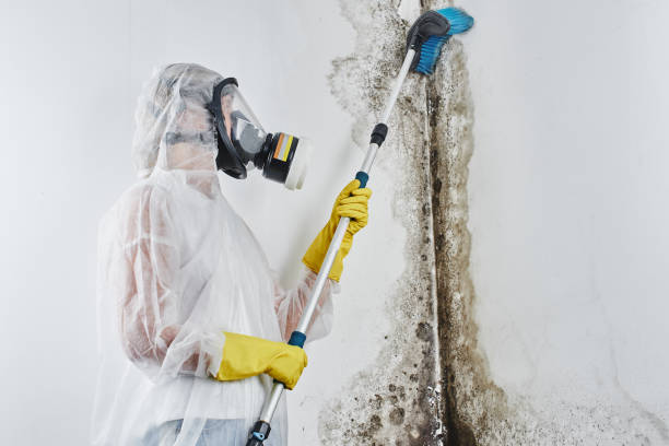 Best Residential Mold Remediation in Wendover, UT