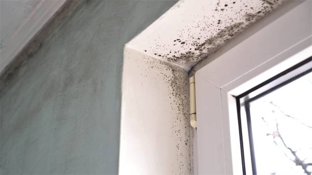 Best Industrial Mold Remediation in Wendover, UT