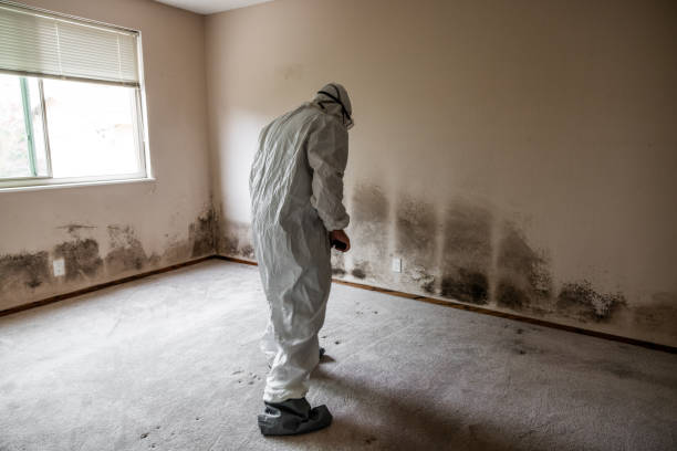 Best DIY Mold Remediation Support Services in Wendover, UT