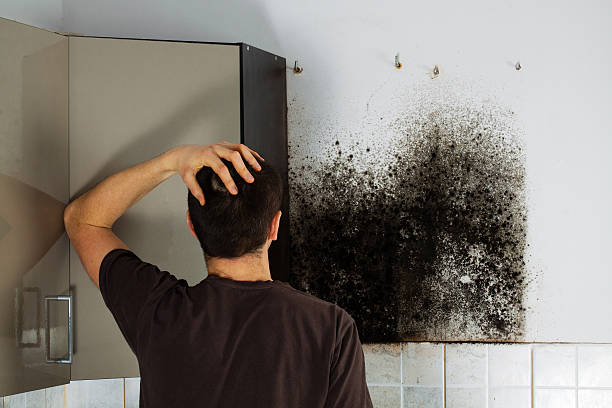 Best Preventive Mold Services in Wendover, UT