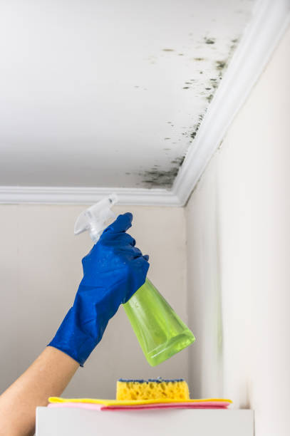 Best Crawl Space Mold Remediation in Wendover, UT