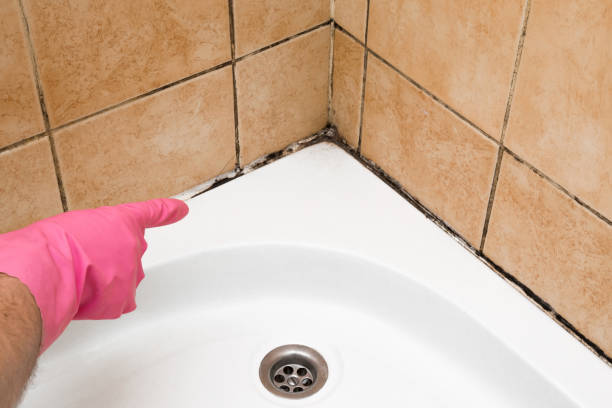 Best Emergency Mold Remediation in Wendover, UT